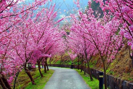 2026國旅補助搭配包車旅遊怎麼玩最划算？平日出遊省錢攻略