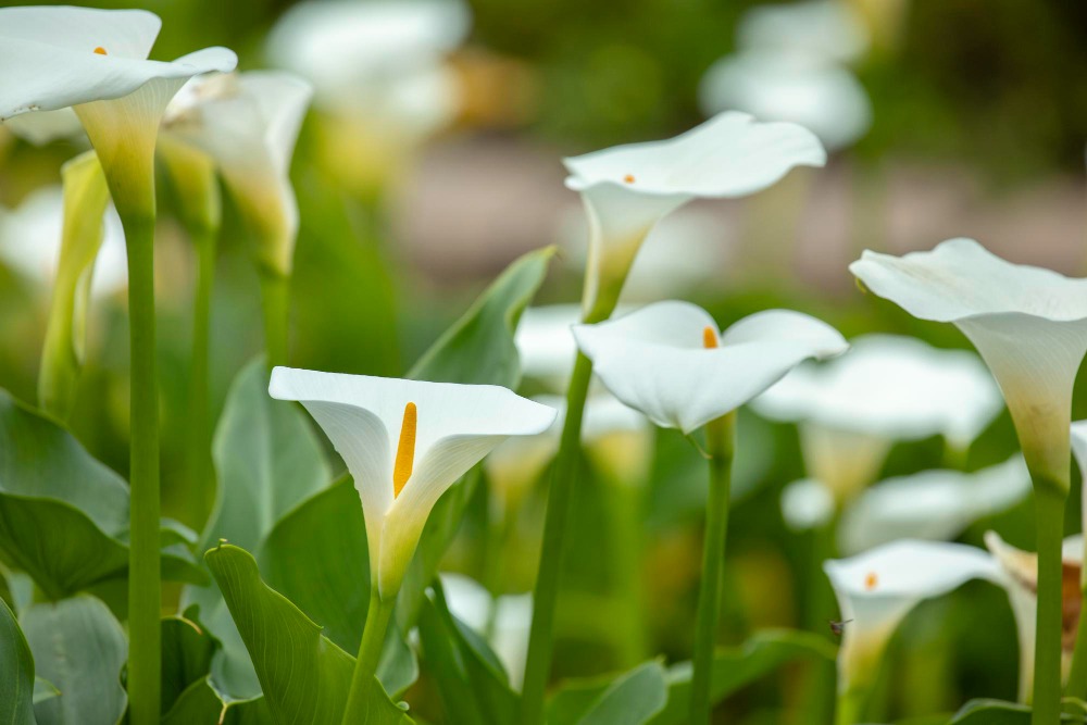 台灣賞花包車旅遊全攻略！四季花景一次收