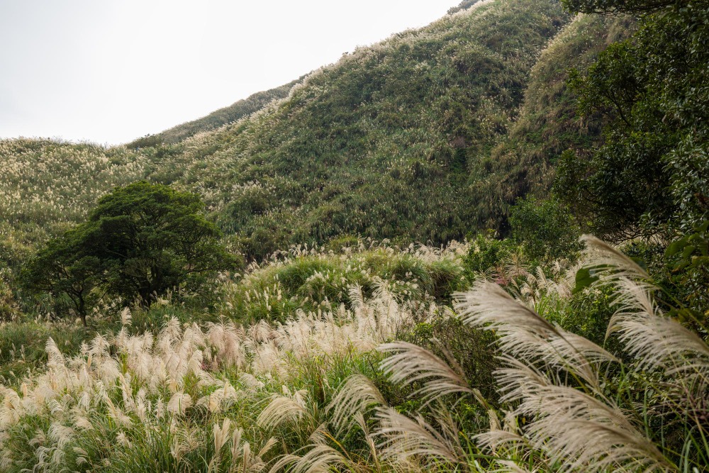 陽明山芒草季風景照